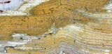 Strelley Pool Stromatolite - Billion Years Old #39192-1